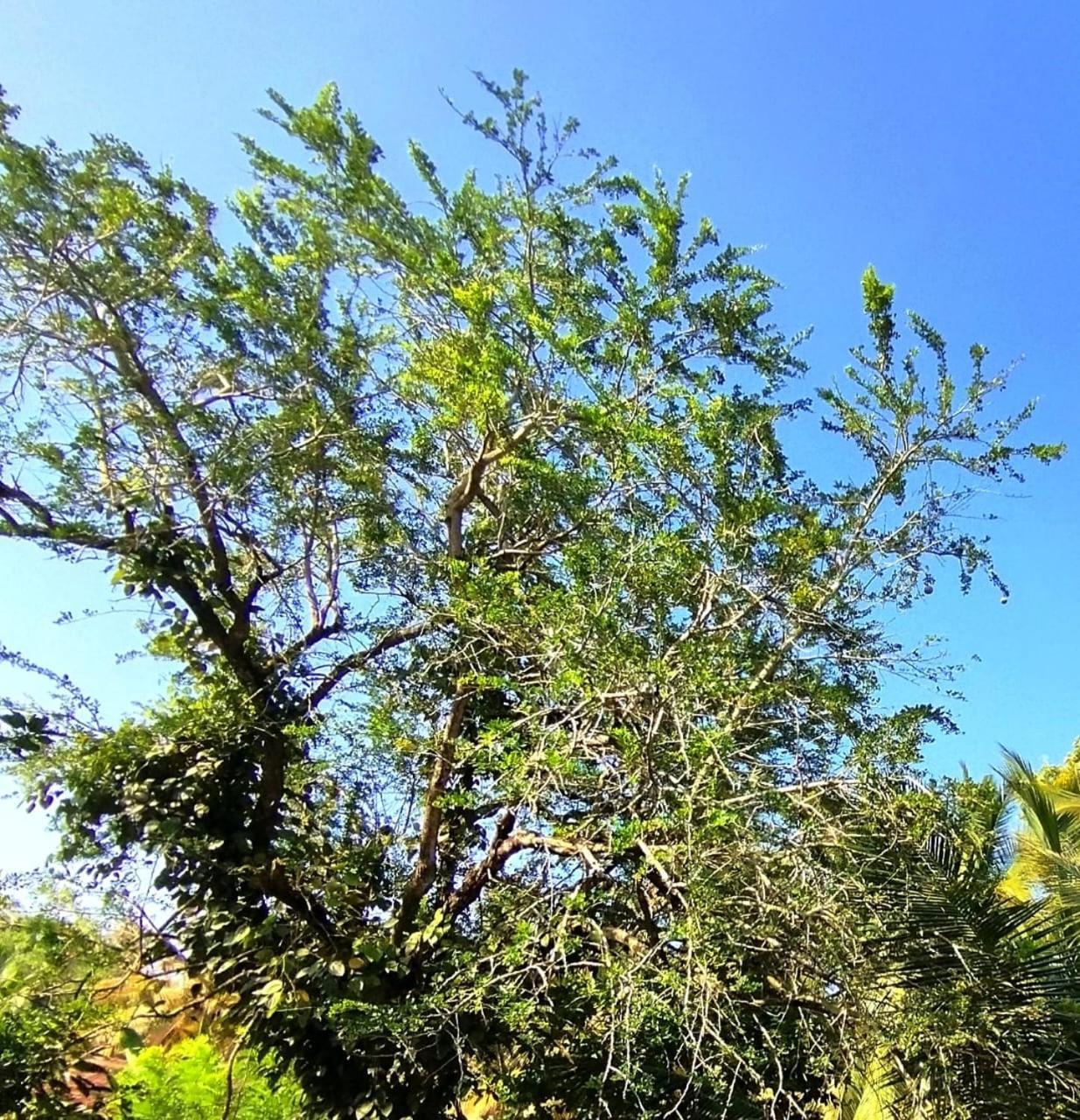 Mirissa Villa Green Pepper 外观 照片